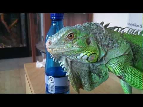 YouTube Video Sa_MtOrP_TQ