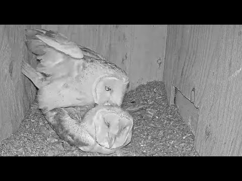 Male barn owl returns home and excitedly mates with the female.