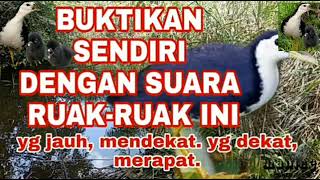 Download lagu Tembusin 1000 Subsckribe ya Gaes # Suara Pikat Ruwok Ruwok Terampuh Sejagat Raya# mp3