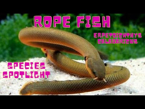 Trstinovka (Erpetoichthys calabaricus) — species spotlight a sprievodca chovom reedfish / ropefish