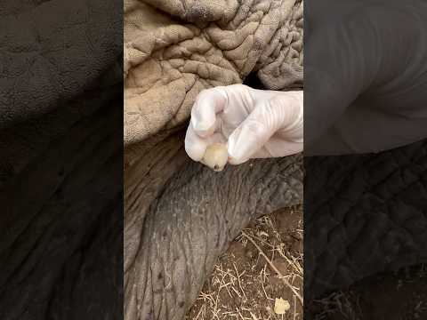 Así de grande es la GARRAPATA de un ELEFANTE