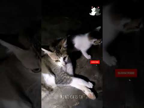 cats are fighting|| funny cats video  #cats #cute #video #viral #youtube #cutecat  #animals #shorts