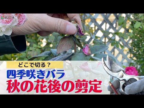 秋のバラの剪定:役立つかどうか? 植物