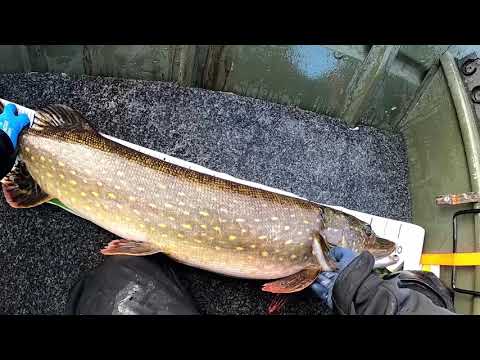 TÄRPPIADDIKTIO | JÄRVI TÄYNNÄ HAUKEA | HAUEN JIGIKALASTUS SYKSYLLÄ!