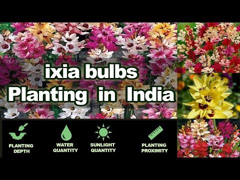 download lagu mp3 mp4 Ixia Bulbs How To Plant, download lagu Ixia Bulbs How To Plant gratis, unduh video klip Ixia Bulbs How To Plant