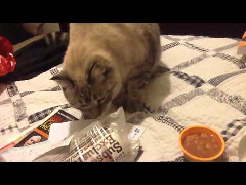 My cat doesn't want wet food!!