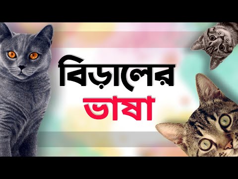 How Cats Express Their Emotions | How to Understand Cat Language | How Cats Talk | Cat Language
