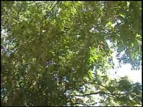 Quemil Yambay y los Alfonsinos - Serenata Koygua