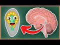 What Is The Pineal Gland and the Endocrine System? | How The Human Body Works