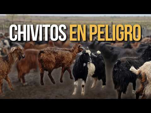 Malargüe en alerta: por qué la humedad y el barro matan a los chivitos
