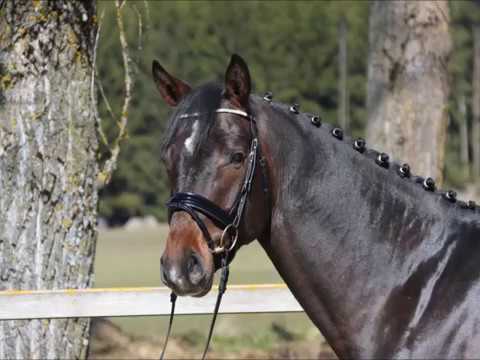 Nerado von Worrenberg, Hengst, geb. 2014, Negro x Corrado