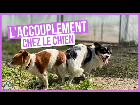 , title : 'Comment fonctionne l'accouplement chez les chiens ?'