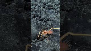Fashionista Backpack Crab! | Nautilus Live  #evnautilus #deepsea #underwater