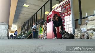 Download Lagu Stamford Dog Trainers / New Haven Dog Trainers / 7 Month Old Pit Bull, Henry Thumbnail