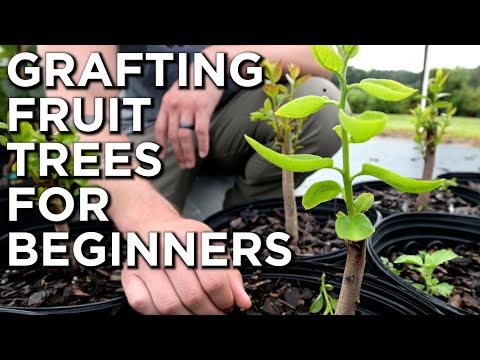 Grafting Fruit Trees | What Is It And How Is It Done? | Grafting Trees For Beginners
