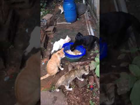 Cats eating/Amritha's world is live