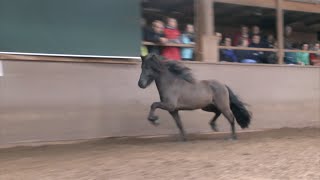 Fengur-Sohn gewinnt die Fohlenschau