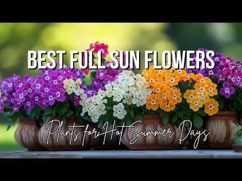 "Best Full Sun Container Flowers 🌸 Drought & Heat Resistant Plants for Hot Summer Days"