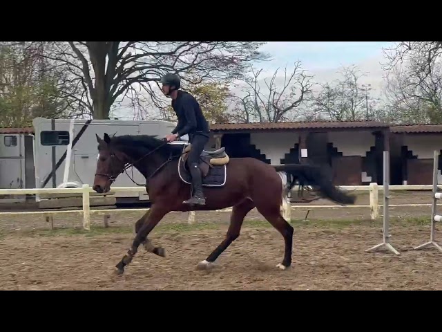 Magnifique jument kwpn de 5 ans +-1m70