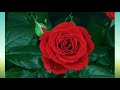 Stevie Wonder "Power Flower" Pictorial w-Lyrics (1979)
