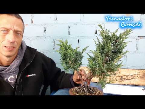 Bonsai der Chinesischer Wacholder, der Trainigsbaum