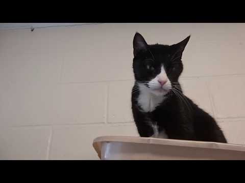 Jeffrey, an adopted Domestic Short Hair in Mt. Vernon, NY_image-1