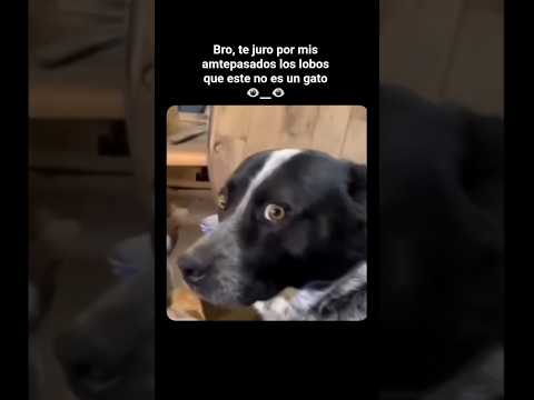Bro, te juro por mis amtepasados los lobos que este no es un gato 👁__👁 #shorts #cat