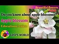 Do you know about apple blossom? #flowers #appleblossom