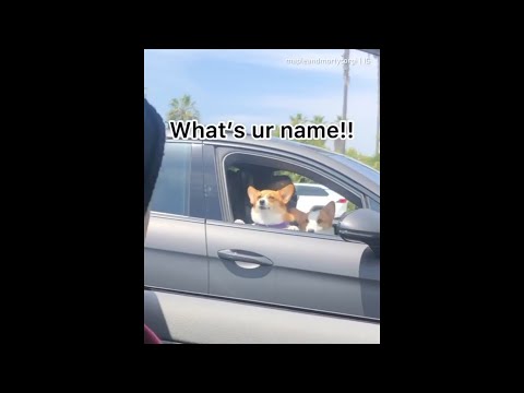 What is your name tony ezekiel | Dog Edition