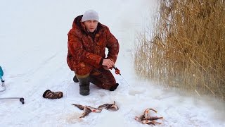 Ловля окуня зимой в камышах
