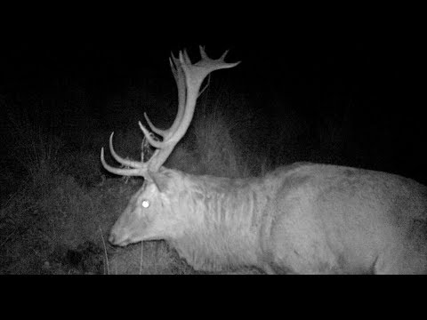 LE BRAME DU CERF  VOSGES  2017