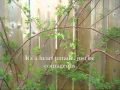 Backyards - Broken Social Scene (+ Lyrics)