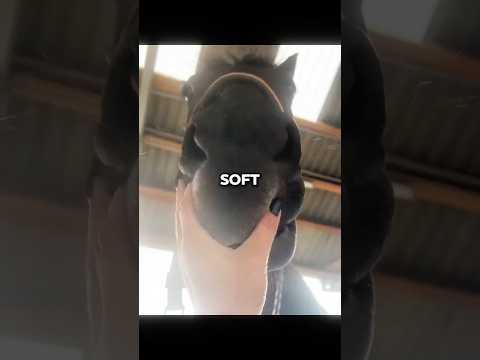 Horses Will Never Tell You these Things!