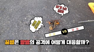 말벌의 공격에 꿀벌이 대응하는 법! 속수무책으로 당하고만 있을 순 없지!