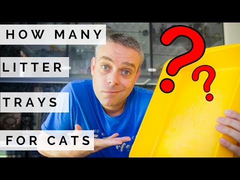 How Many Litter Trays For A Cat