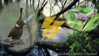 Download lagu masteran cililin dan ciblek ngebren jernih suara air||AMPUH!! mp3 Download lagu masteran cililin dan ciblek ngebren jernih suara air||AMPUH!! mp3