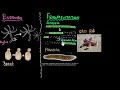 Budding Spores Fragmentation Regeneration How Do Organisms Reproduce Biology Khan Academy