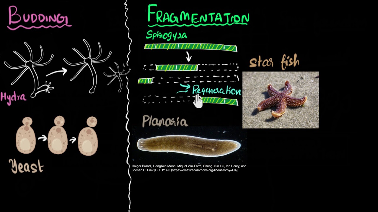 Budding, spores, fragmentation & regeneration | How do organisms reproduce | Biology | Khan Academy