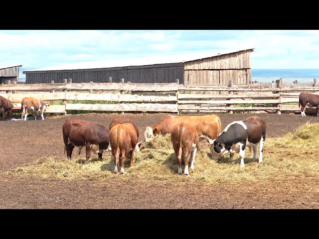 16 фермерских хозяйств Приангарья получат гранты на развитие