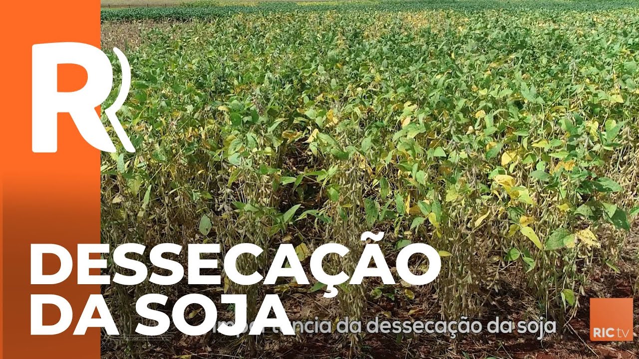 Dessecação da soja