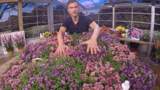 Roberta's Gardens - Trample Me English Creeping Thyme