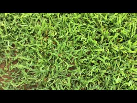 Before MSM TURF herbicide application