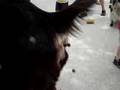 Goat Pooping