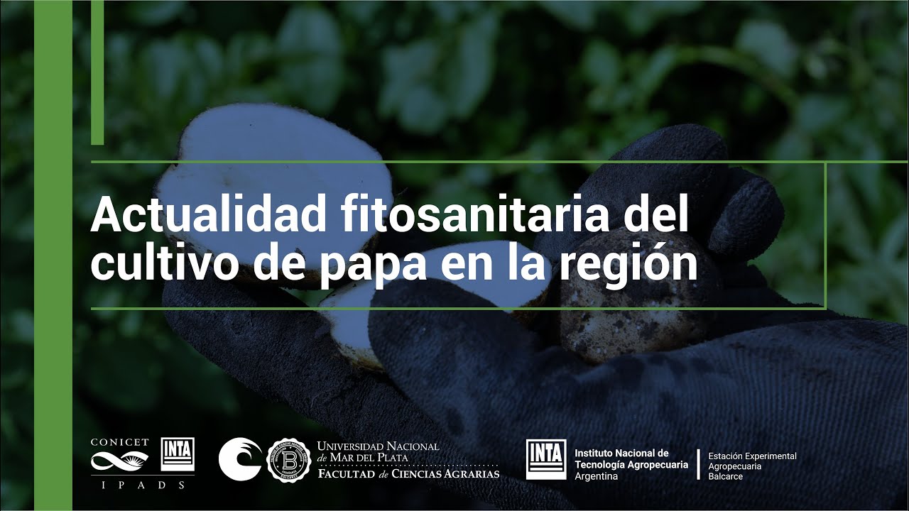 Actualidad fitosanitaria del cultivo de papa en la región