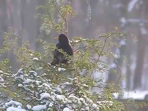 JAROMIN - DPS : kos siedzący zimą na krzaku : 08.01.207 .