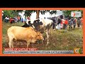 Two suspected cattle thieves lynched in Murang'a