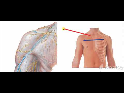Pectoral region cutaneous nerves