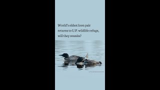 World’s oldest loon pair returns to U.P. wildlife refuge, will they reunite?