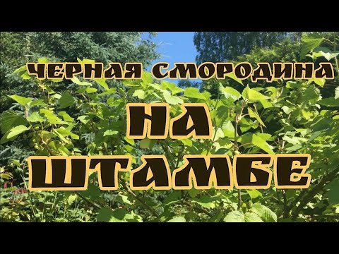 Чёрная Смородина На Штамбе!!!