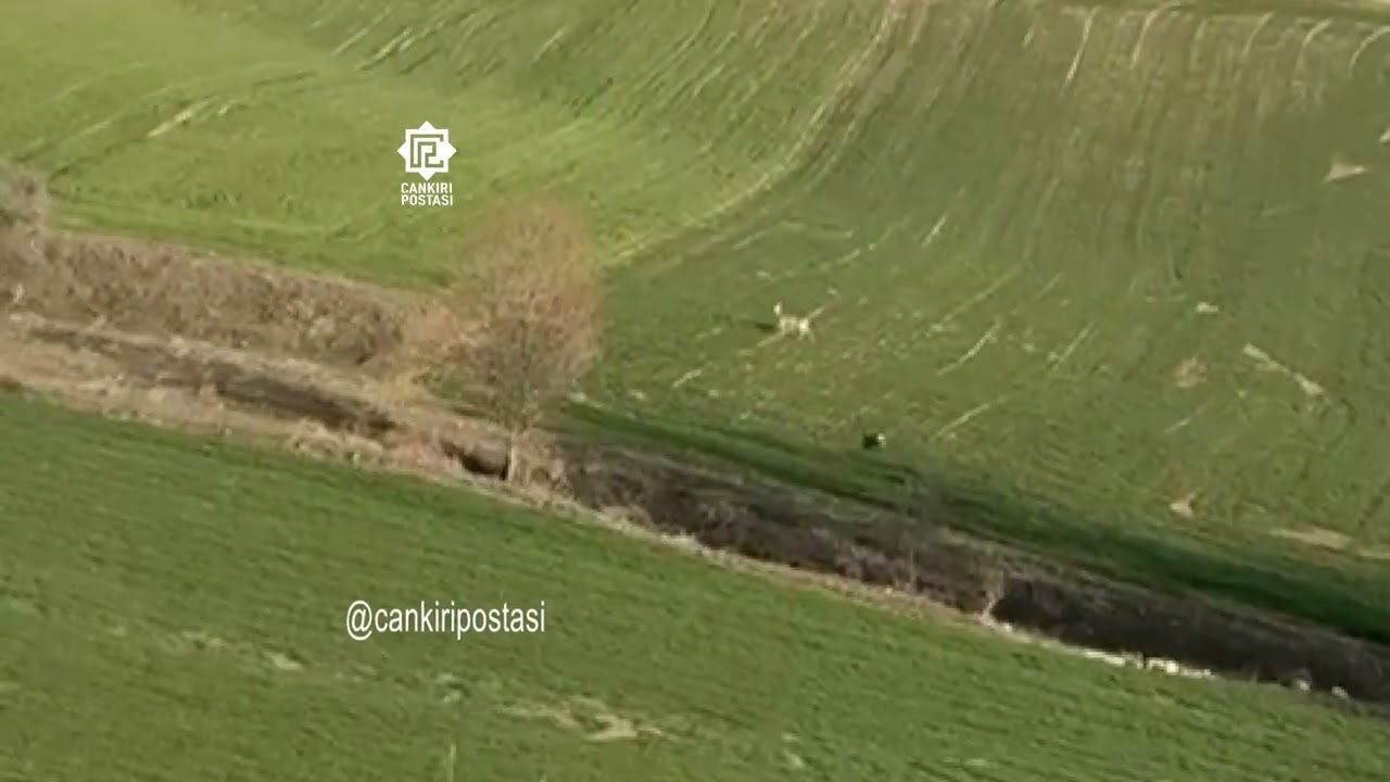 Çankırı’da Karacalar oyun oynarken görüntülendi